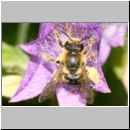 Melitta haemorrhoidalis - Glockenblumen-Saegehornbiene 02.jpg